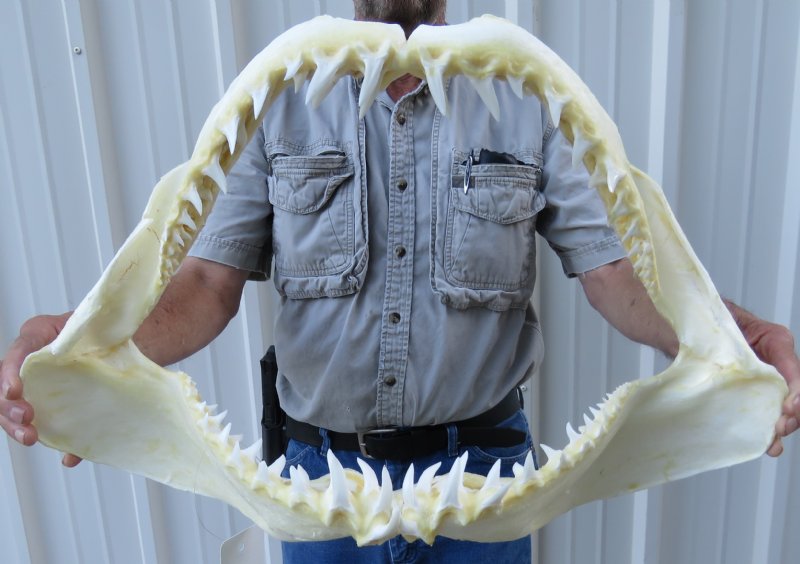 23 inches Large Mako Shark Jaw for sale