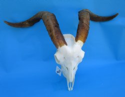 South African Angor...