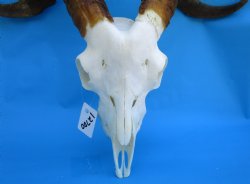 South African Angora Goat Skull with 20 and 20-1/4 inches Horns, <font color=red> Grade B Quality</font> for $94.99