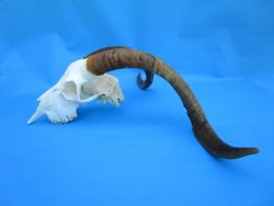 South African Angora Goat Skull with 20 and 20-1/4 inches Horns, <font color=red> Grade B Quality</font> for $94.99