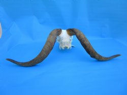 South African Angora Goat Skull with 20 and 20-1/4 inches Horns, <font color=red> Grade B Quality</font> for $94.99