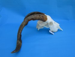 South African Angora Goat Skull with 20 and 20-1/4 inches Horns, <font color=red> Grade B Quality</font> for $94.99