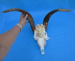 South African Angora Goat Skull with 20 and 20-1/4 inches Horns, <font color=red> Grade B Quality</font> for $94.99