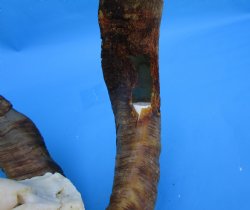 South African Angora Goat Skull with 20 and 20-1/4 inches Horns, <font color=red> Grade B Quality</font> for $94.99