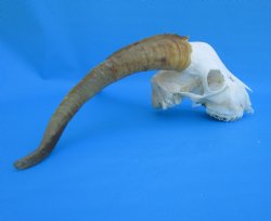 South African Angor...