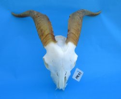 South African Angora Goat Skull with 15 and 15-1/4 inches Horns, <font color=red> Grade B Quality</font> for $89.99