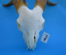 South African Angora Goat Skull with 15 and 15-1/4 inches Horns, <font color=red> Grade B Quality</font> for $89.99