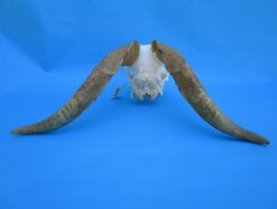 South African Angora Goat Skull with 15 and 15-1/4 inches Horns, <font color=red> Grade B Quality</font> for $89.99