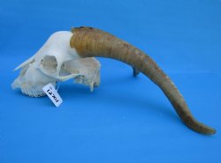 South African Angora Goat Skull with 15 and 15-1/4 inches Horns, <font color=red> Grade B Quality</font> for $89.99