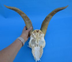 South African Angora Goat Skull with 15 and 15-1/4 inches Horns, <font color=red> Grade B Quality</font> for $89.99