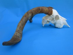 South African Angor...