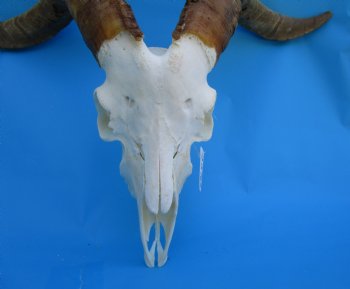South African Angora Goat Skull with 20 and 20-3/4 inches Horns for $119.99