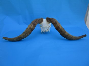 South African Angora Goat Skull with 20 and 20-3/4 inches Horns for $119.99