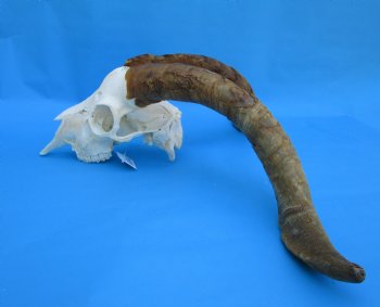 South African Angora Goat Skull with 20 and 20-3/4 inches Horns for $119.99