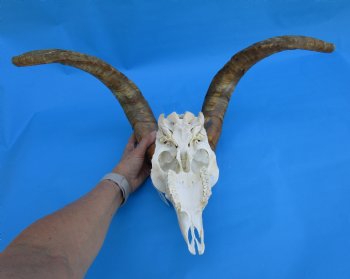 South African Angora Goat Skull with 20 and 20-3/4 inches Horns for $119.99