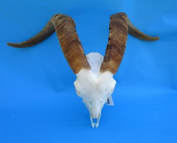 South African Angora Goat Skull with 21-3/4 and 22-3/4 inches Horns for $119.99
