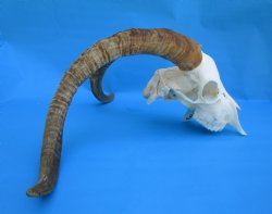 South African Angor...