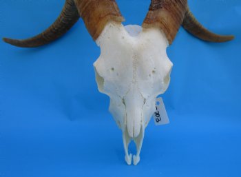 South African Angora Goat Skull with 21-3/4 and 22-3/4 inches Horns for $119.99
