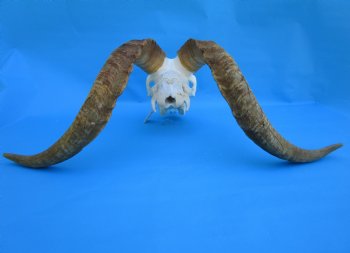 South African Angora Goat Skull with 21-3/4 and 22-3/4 inches Horns for $119.99
