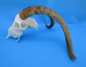 South African Angora Goat Skull with 21-3/4 and 22-3/4 inches Horns for $119.99