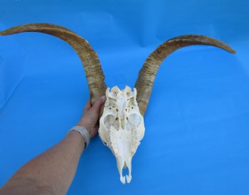 South African Angora Goat Skull with 21-3/4 and 22-3/4 inches Horns for $119.99