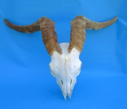 South African Angor...