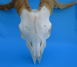 South African Angora Goat Skull with 22-1/4 and 22-3/4 inches Horns, <font color=red> Grade B Quality</font> for $94.99