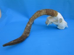 South African Angora Goat Skull with 22-1/4 and 22-3/4 inches Horns, <font color=red> Grade B Quality</font> for $94.99
