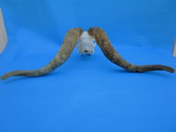 South African Angora Goat Skull with 22-1/4 and 22-3/4 inches Horns, <font color=red> Grade B Quality</font> for $94.99