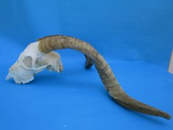 South African Angora Goat Skull with 22-1/4 and 22-3/4 inches Horns, <font color=red> Grade B Quality</font> for $94.99