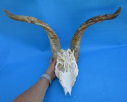South African Angora Goat Skull with 22-1/4 and 22-3/4 inches Horns, <font color=red> Grade B Quality</font> for $94.99