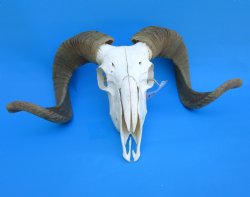 African Merino Sheep/Ram Skull with 23 inches Horns - Buy for $159.99