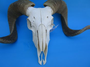 African Merino Sheep/Ram Skull with 23 inches Horns - Buy for $159.99