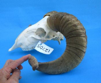 African Merino Sheep/Ram Skull with 23 inches Horns - Buy for $159.99