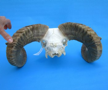 African Merino Sheep/Ram Skull with 23 inches Horns - Buy for $159.99