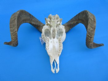 African Merino Sheep/Ram Skull with 23 inches Horns - Buy for $159.99