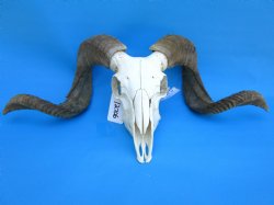 African Merino Sheep/Ram Skull with 26-3/4 and 26-1/4 inches Horns - Buy for $169.99