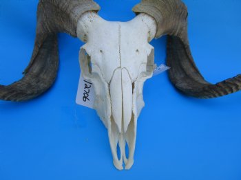 African Merino Sheep/Ram Skull with 26-3/4 and 26-1/4 inches Horns - Buy for $169.99