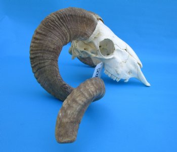 African Merino Sheep/Ram Skull with 26-3/4 and 26-1/4 inches Horns - Buy for $169.99