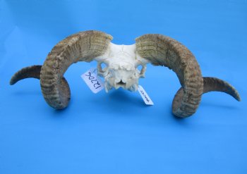 African Merino Sheep/Ram Skull with 26-3/4 and 26-1/4 inches Horns - Buy for $169.99