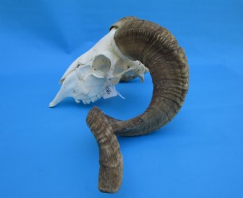 African Merino Sheep/Ram Skull with 26-3/4 and 26-1/4 inches Horns - Buy for $169.99
