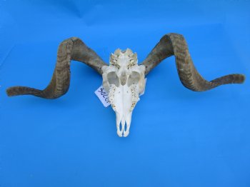African Merino Sheep/Ram Skull with 26-3/4 and 26-1/4 inches Horns - Buy for $169.99