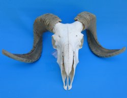 African Merino Sheep/Ram Skull with 22-12 and 24-1/4 inches Horns - Buy for $159.99