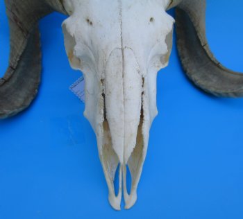 African Merino Sheep/Ram Skull with 22-12 and 24-1/4 inches Horns - Buy for $159.99