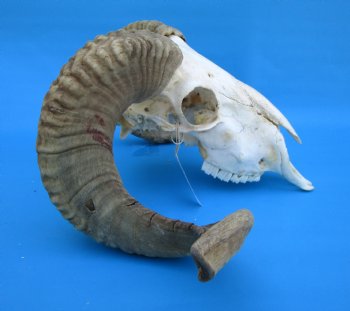 African Merino Sheep/Ram Skull with 22-12 and 24-1/4 inches Horns - Buy for $159.99