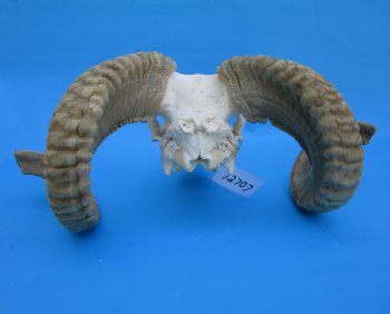 African Merino Sheep/Ram Skull with 22-12 and 24-1/4 inches Horns - Buy for $159.99