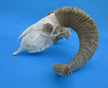 African Merino Sheep/Ram Skull with 22-12 and 24-1/4 inches Horns - Buy for $159.99