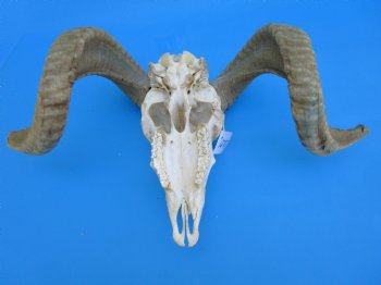 African Merino Sheep/Ram Skull with 22-12 and 24-1/4 inches Horns - Buy for $159.99