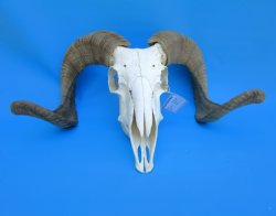 African Merino Sheep/Ram Skull with 25 and 24-1/2 inches Horns - Buy for $159.99