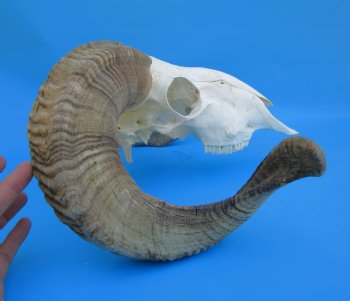 African Merino Sheep/Ram Skull with 25 and 24-1/2 inches Horns - Buy for $159.99